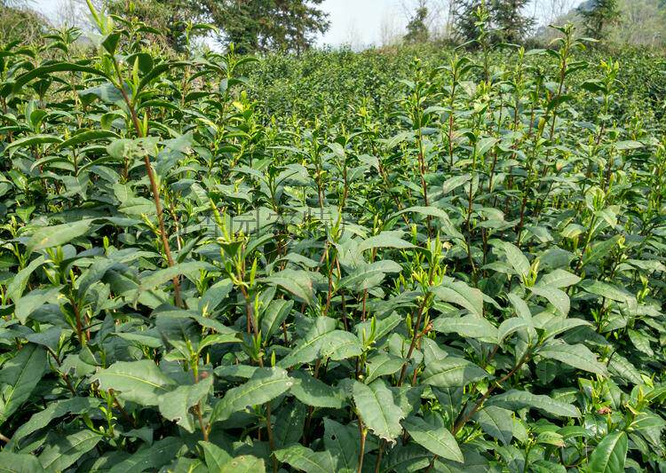 安徽绿茶高山茶黄花云尖产地 宁国 板桥 野兰香茶叶2018明前新茶