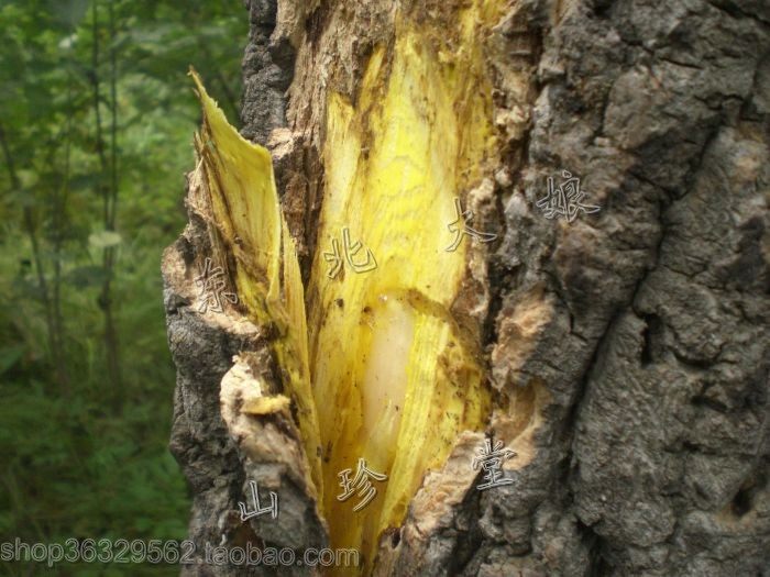 东北 林区自剥 野生 鲜黄柏 树皮 黄檗,元柏,檗木 关黄柏