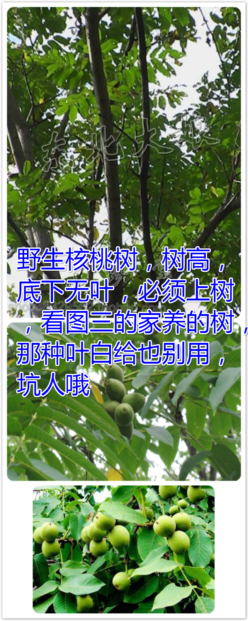 长白山野生新鲜山核桃树叶 胡桃楸子树叶 核桃叶子颜色翠绿