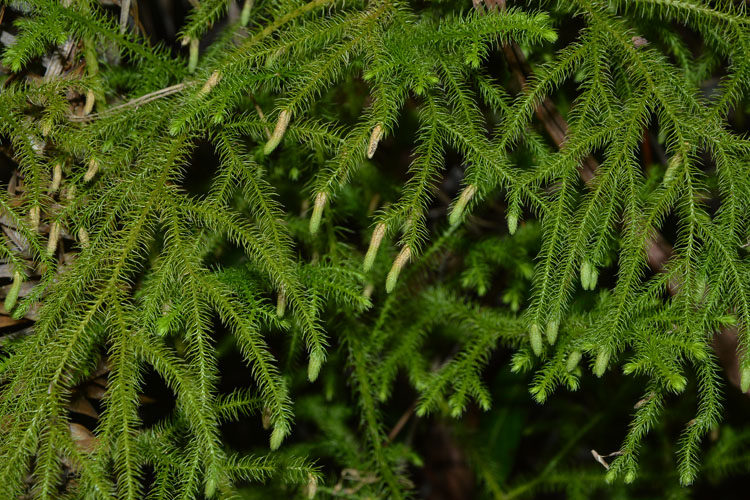 干品伸筋草 石松 立筋草 舒筋草抽筋草 小伸筋野生中药材500g包邮
