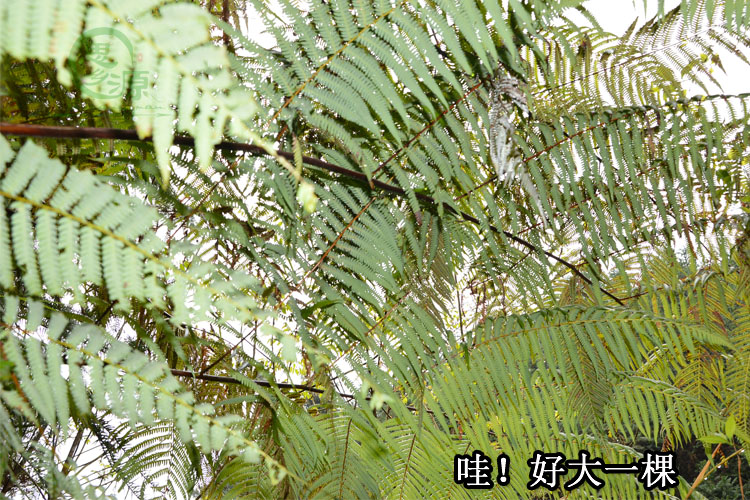 新鲜狗脊 金狗脊 金毛狗脊 金毛狮子 黄狗头野生中药材500克包邮_双氙