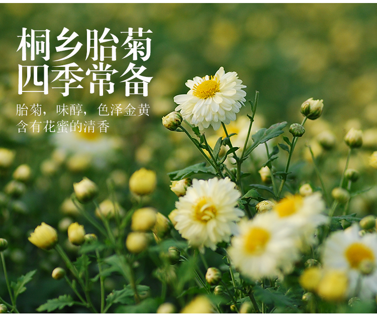 【陌上花开】正宗桐乡杭白菊