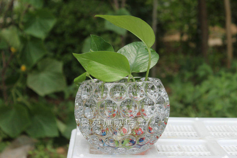 多款玻璃水晶球透明水培花瓶 多肉盆栽植物花盆 插花 圆形加厚型