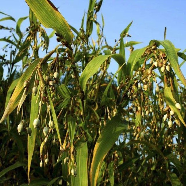 逐南味墨江糯薏仁米2斤农家生态种植软糯清香半碎颗粒煮粥去湿