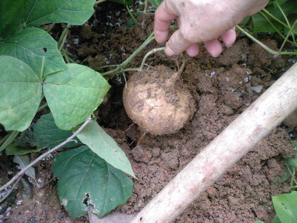 新鲜蔬菜葛薯 凉薯 沙葛地瓜土瓜地萝卜白地瓜蔬果扯皮果5斤包邮_双氙
