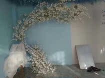 New wedding real production Childrens photography real European Korean real door-to-door design and production base real