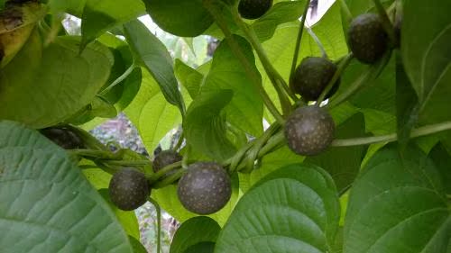 何首乌种子百分百成活黑发延年益寿抗衰老 九大仙草种子 买50送30