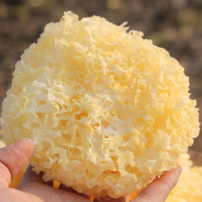 农家银耳干货 白木耳雪耳糯耳 原色 无硫银耳100g 银耳莲子羹材料
