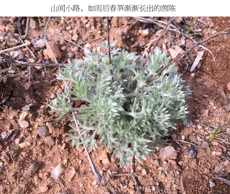 新鲜白蒿绵茵陈茶食用阴沉 现挖野菜生茵陈草蒸菜食材1000克