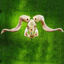 Tibet natural wall-mounted real sheep skull specimen sheep head decorative pendulum with characteristic handicraft true goats head