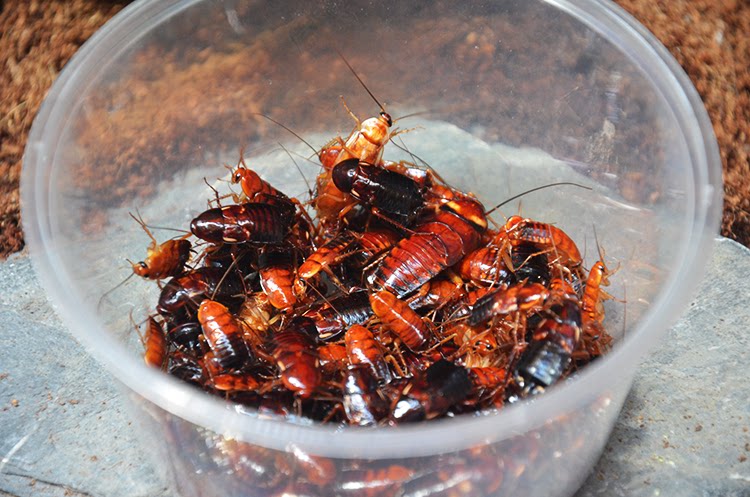 樱桃蟑螂2cm活体饲料蜘蛛蝎子蜥蜴龙鱼饲料 16元120只 特价