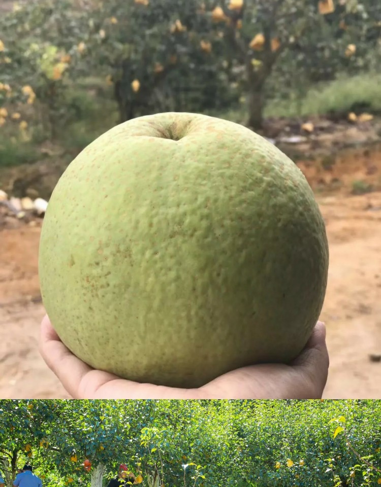 云和雪梨手机10斤包邮当季新品大梨-丽水云和县梯田特产香菇木耳