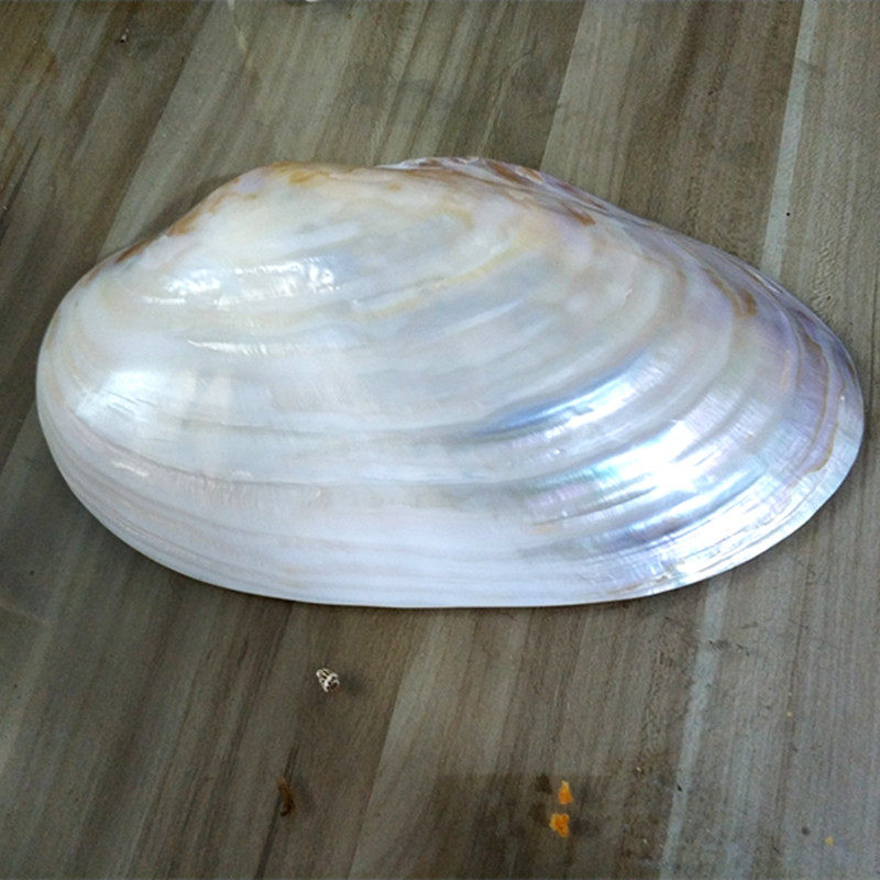 大贝壳珍珠贝河蚌壳创意装饰容器皂盒菜盘创意设计摆台鱼缸造景