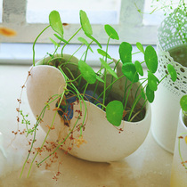 Simple creative alternative eggshell-shaped ceramic flowerpot Flower Home ornaments desktop decorations set crafts