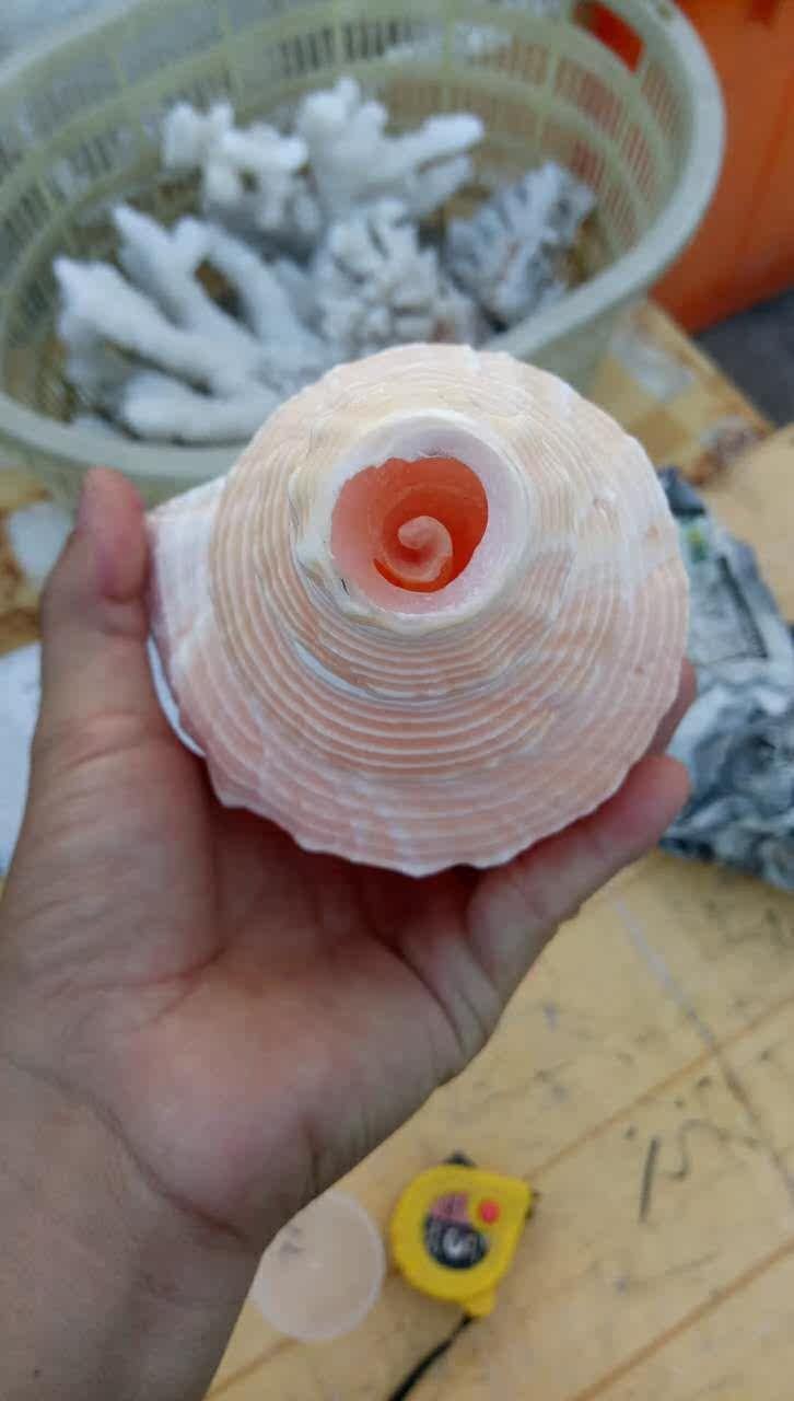 澳洲长香螺天然海螺贝壳大法螺密宗法器号角佛教圣物收藏标本