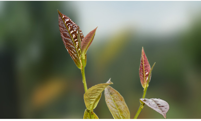 传世老茶吉顺号2013年普洱茶紫如意紫芽茶砖250g砖