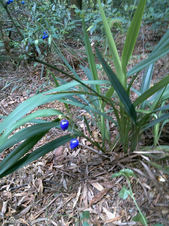 山里宝新鲜现采野生中草药外用山草药 山菅兰山交剪桔梗兰绞剪草