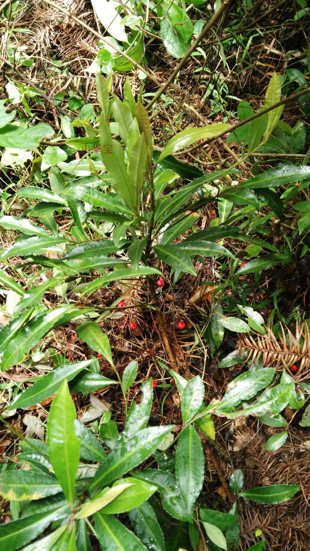 现采野生新鲜中草药材小罗伞 朱砂根 凤凰肠 平地木 可发顺丰