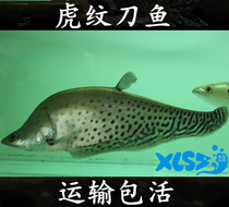 Star Dragon Aquarium Tiger Sword Fish Tropical Fish Ornamental Fish Mighty Fish Fish with Fish Bag Living 25cm or more