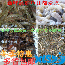 Fresh frozen shrimp frozen Loach tropical fish dragon fish aroward feed shrimp fish ornamental fish food crocodile turtle live feed