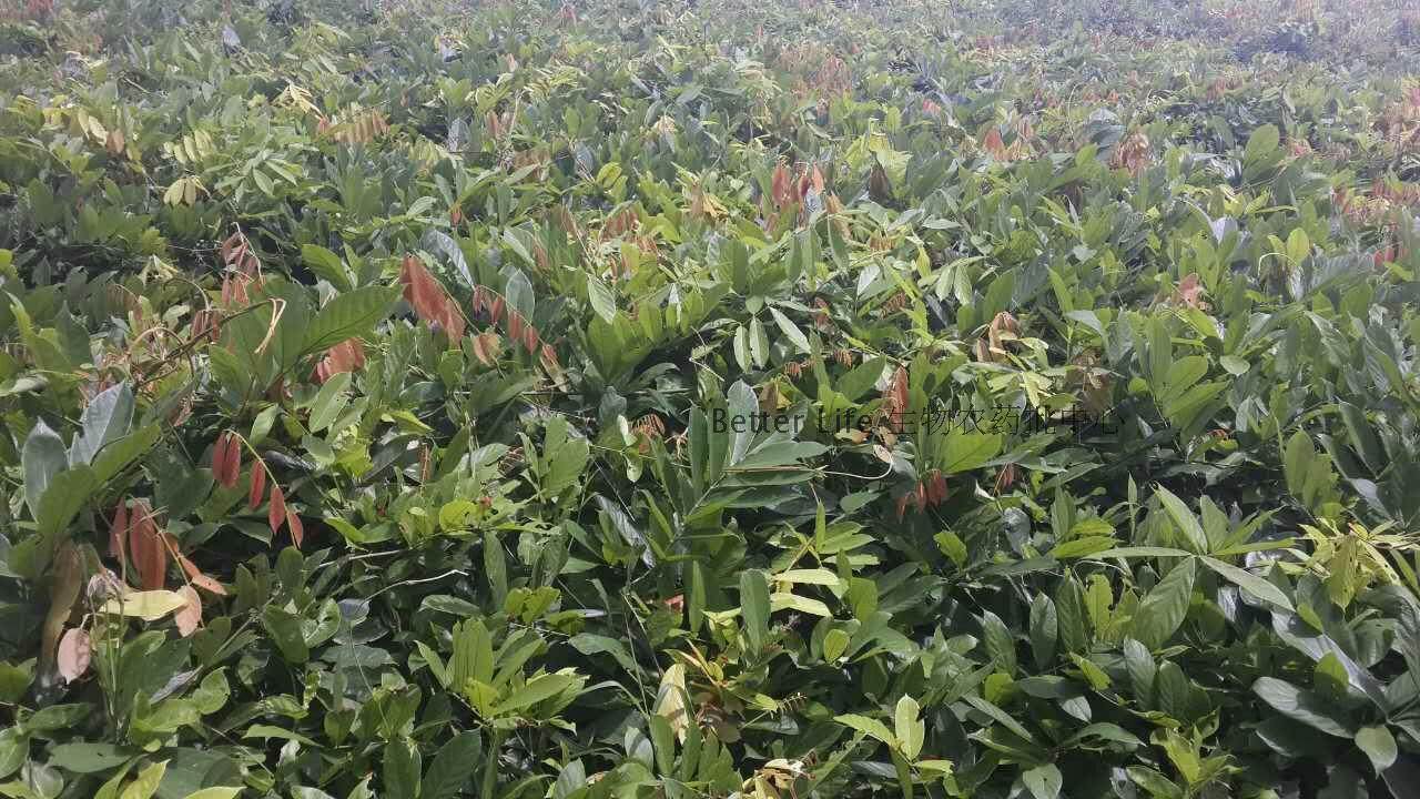 鱼藤粉鱼藤酮鱼藤根粉鱼藤精清塘生物杀虫剂生物农药1000克
