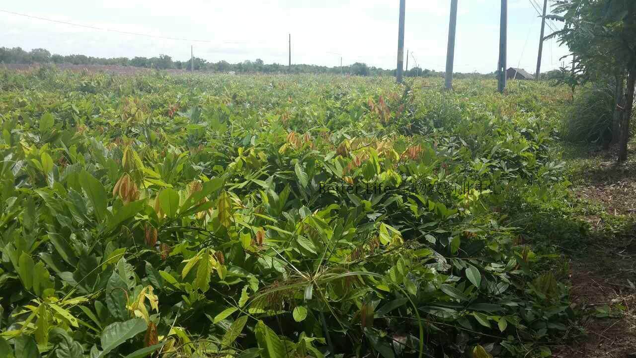 鱼藤粉鱼藤酮鱼藤根粉鱼藤精清塘生物杀虫剂生物农药1000克