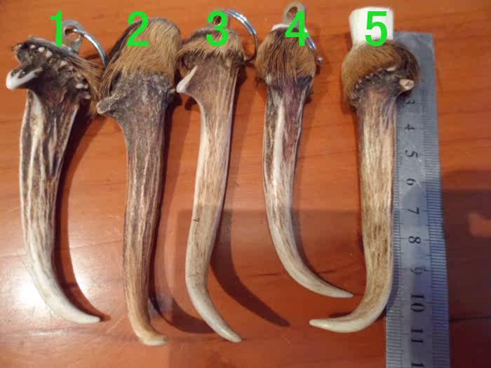 工艺品麂子角辟邪中黄猄角把玩个性车挂包挂件烟斗手工原材料