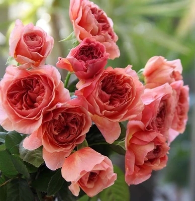 【青轩园艺】甜蜜果酱 玫瑰花苗阳台庭院盆栽植物赛蔷薇切花月季