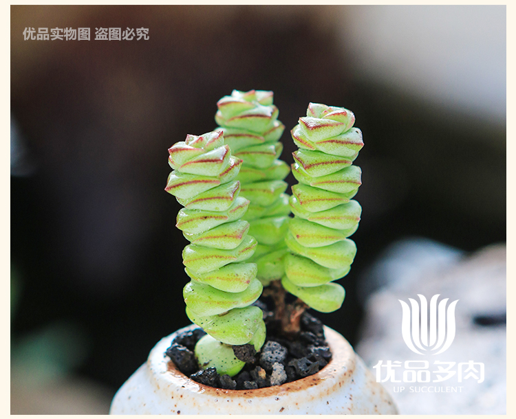 【钱串】钱串子 多头群生老桩多肉植物 绿植花卉肉肉