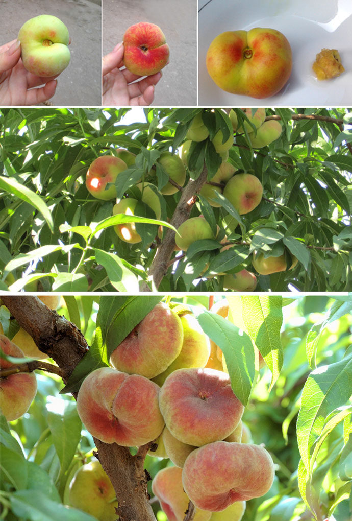 供应桃子蟠桃扁桃新鲜水果