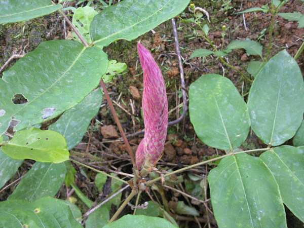 虎尾轮野生500g克包邮石参根清补煲汤料农家天然根新南靖特产福建
