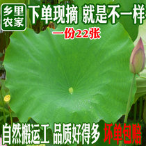 Fresh lotus leaf lotus leaf tea farmhouse picks whole fresh lotus leaf lotus leaf rice dish 22