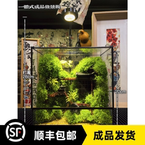 Integrated finished moss micro-landscape rainforest build-up creative mini plant Good raising bonsai Shunfeng