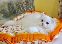 Your donkey(no return no change)four uses