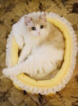 Pragmatism lazy egg cats nest princess kennel check inventory and do not return