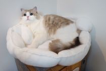 Four big-eared dogs are not returned or exchanged in stock