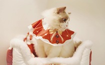 Little Cats Christmas is out of print only for appreciation of the cute little cat in the evaluation(out of stock)