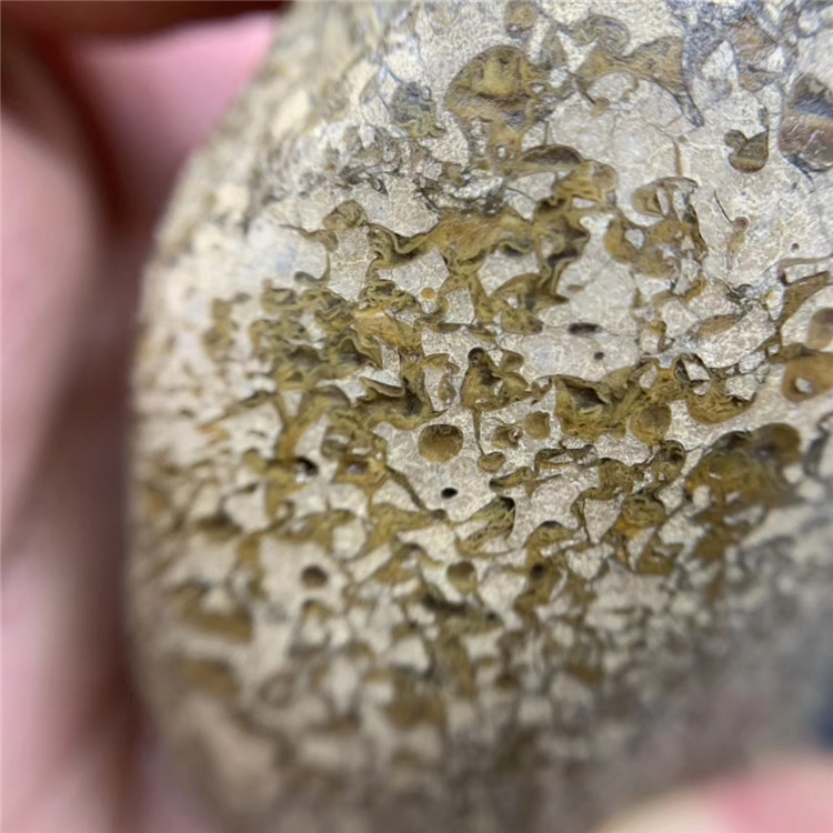 法螺天珠原石,海螺化石,不二,螺纹清晰明显,原汁原味,玉化好,油润.