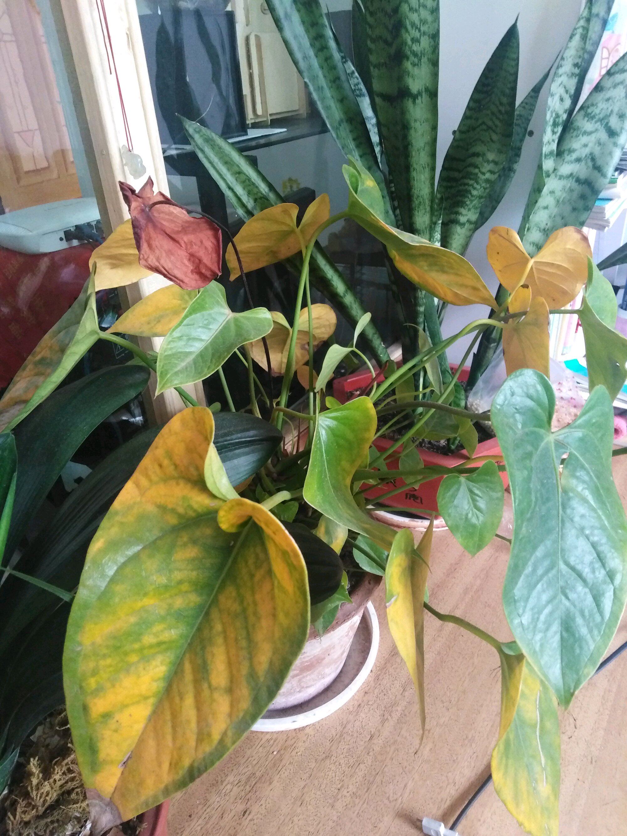 红掌黄叶了,这样去处理,开花特别多!