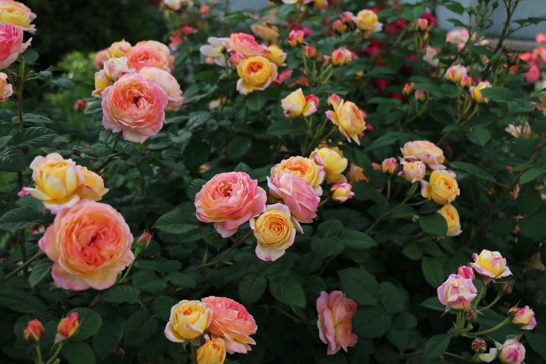 月季开花不断,这几点是关键,随便爆盆!