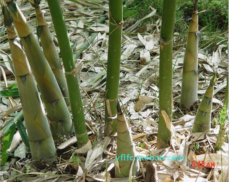广西土特产纯天然农家自晒笋干菜干货竹笋笋尖新鲜野生黄竹笋芽干