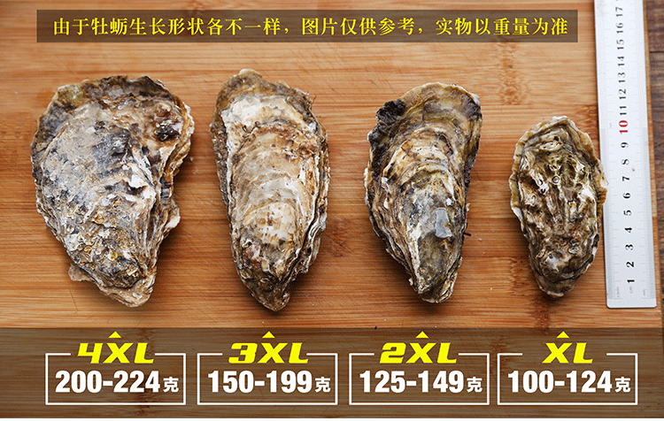 生蚝正宗鲜活乳山生蚝牡蛎新鲜现捞肉大生蚝 海蛎子5斤装顺丰包邮