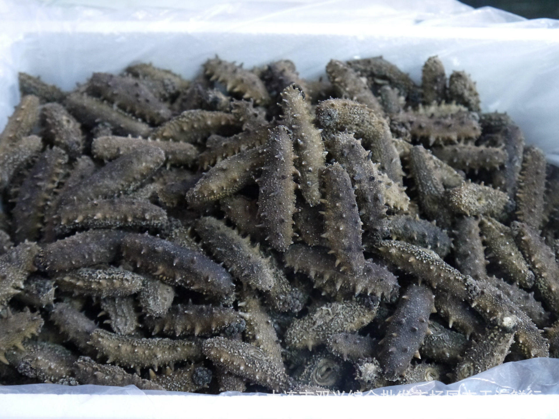 干海参 冻干海参 海参 黄玉参 干刺参 物美价廉 梅花参 50克 海参