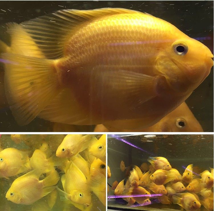 热带观赏鱼黄金鹦鹉红鹦鹉鱼黄金发财鱼风水鱼活体金元宝包邮活体_双