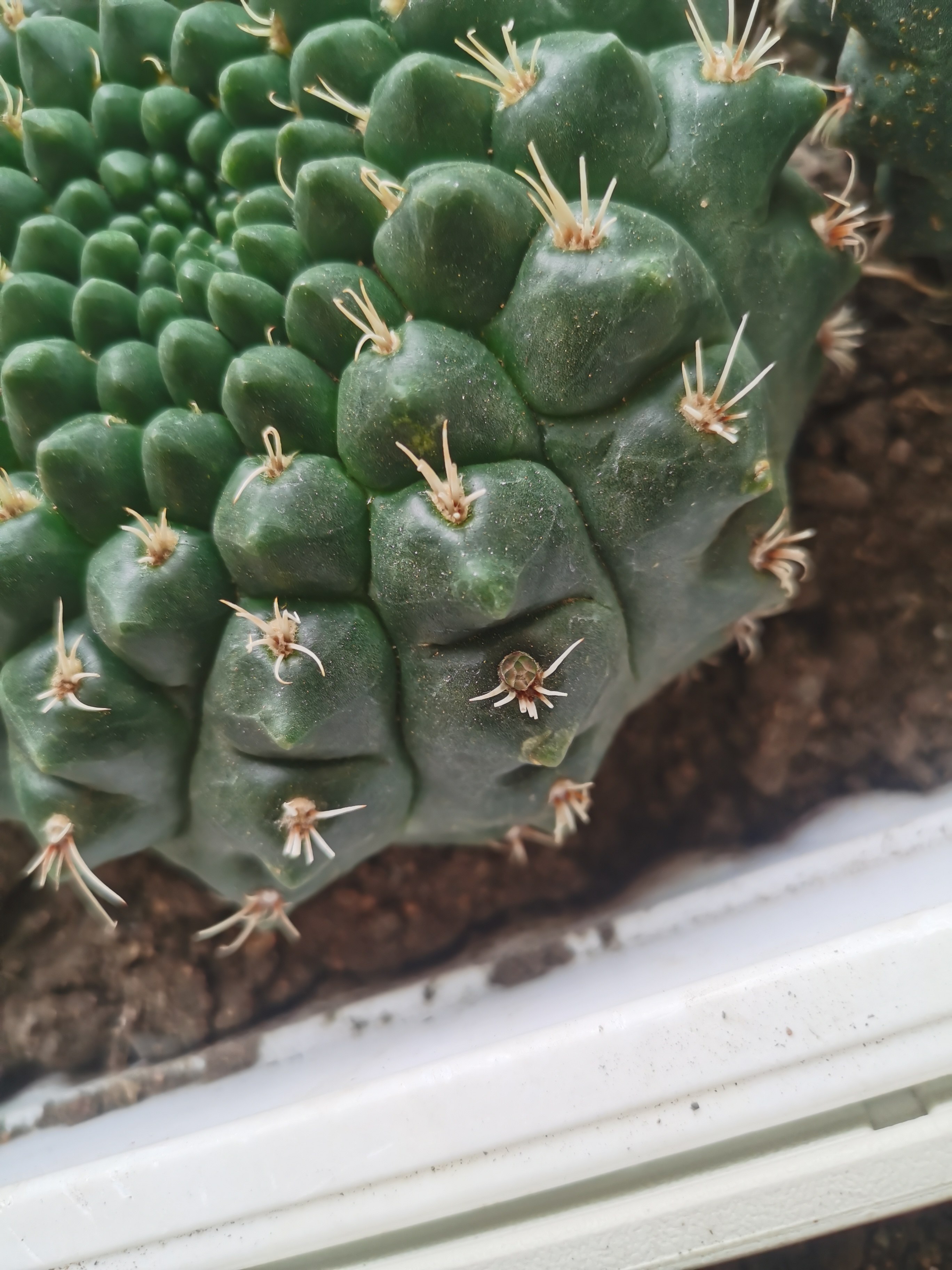 绯花玉超大多肉植物仙人球小盆栽室内开花办公室内桌面好养小绿植