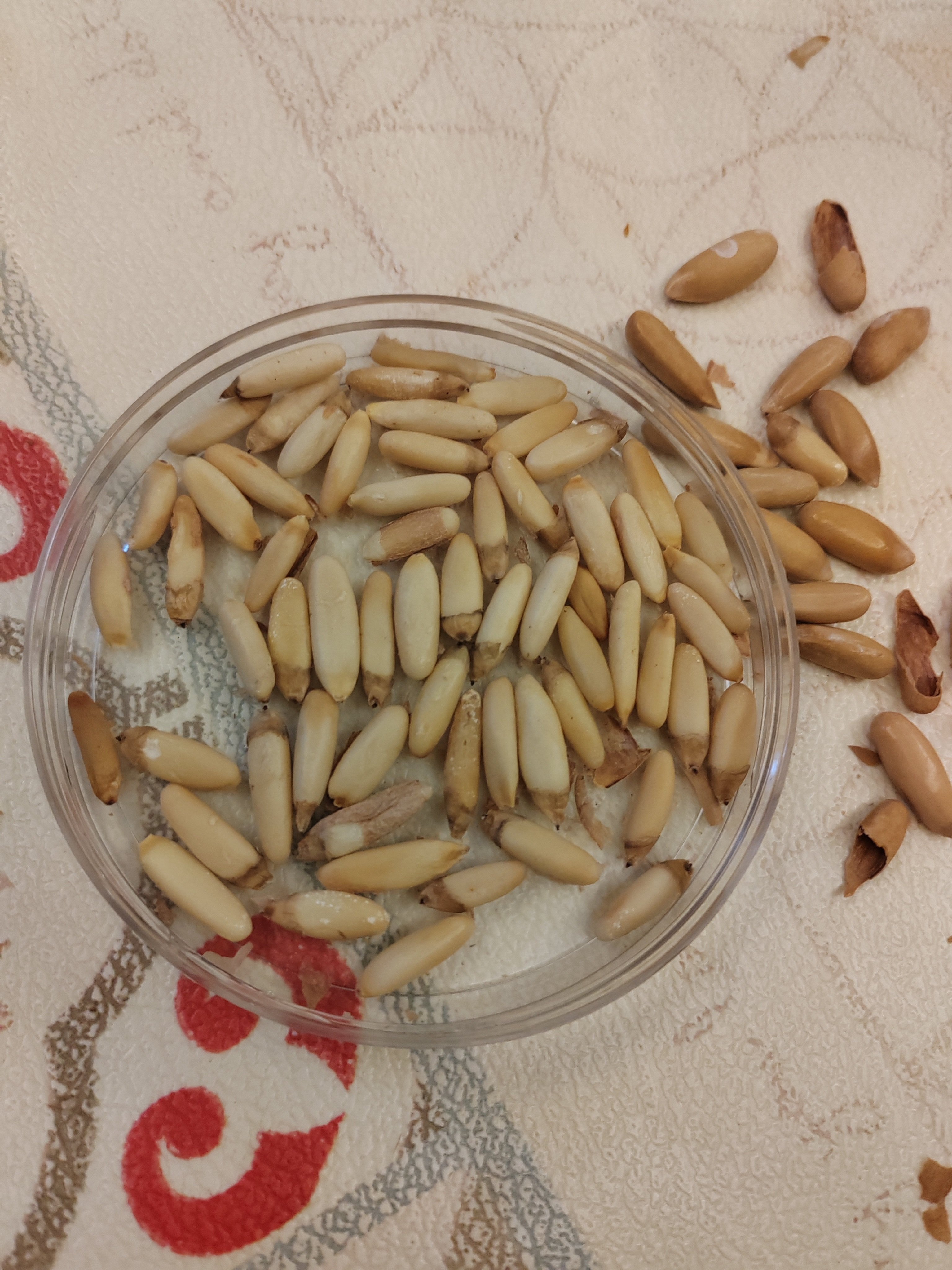 包邮比比妙大颗粒手剥松子长粒松子仁罐新货健康坚果零食