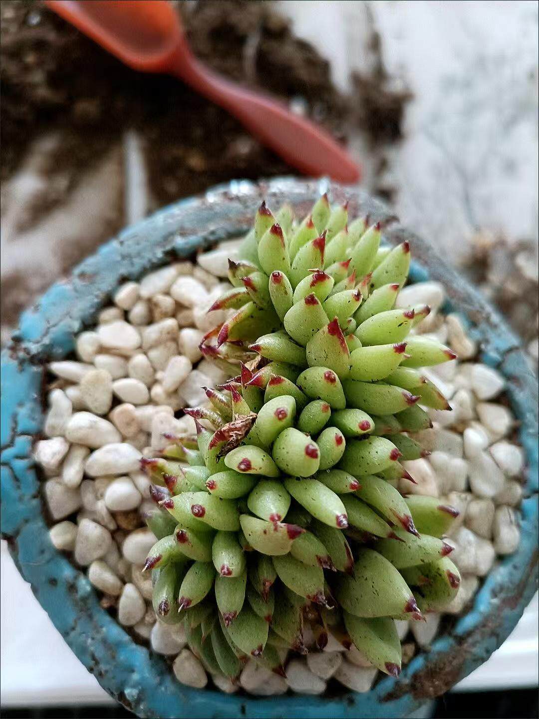 虎鲸多肉艾克魂缀化多肉植物虎鲸缀化可以一物一拍景天