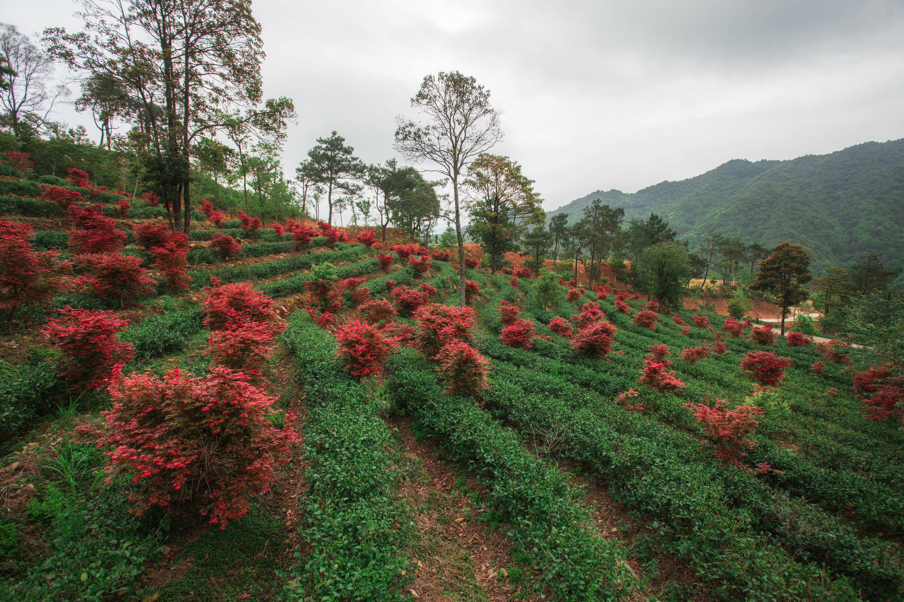 文旅项目招商推介——岭南红叶世界生态旅游项目 - 资产处置 - 阿里拍
