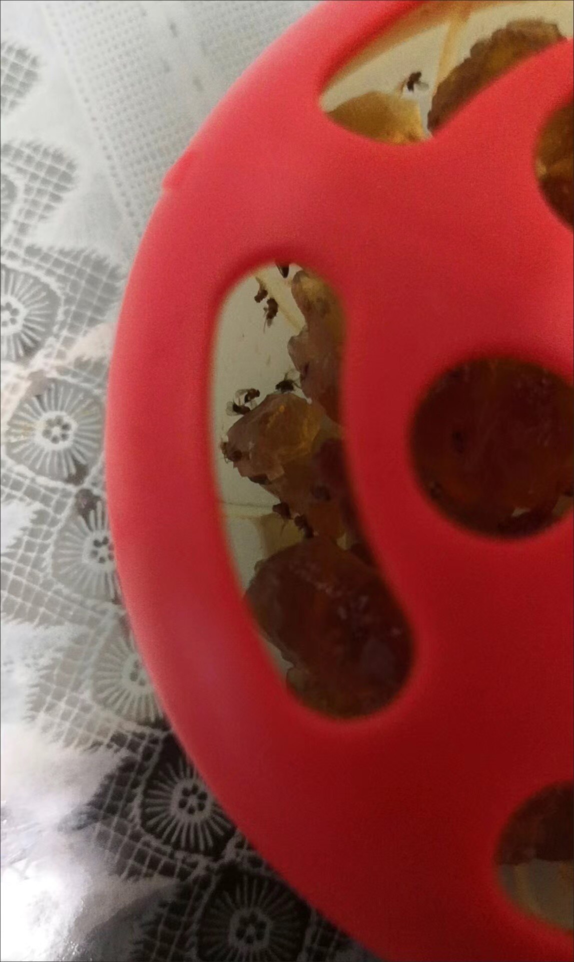 杀蝇饵剂果蝇诱捕器杀虫剂灭杀神器苍蝇诱捕剂诱粘剂专用药贴纸饵