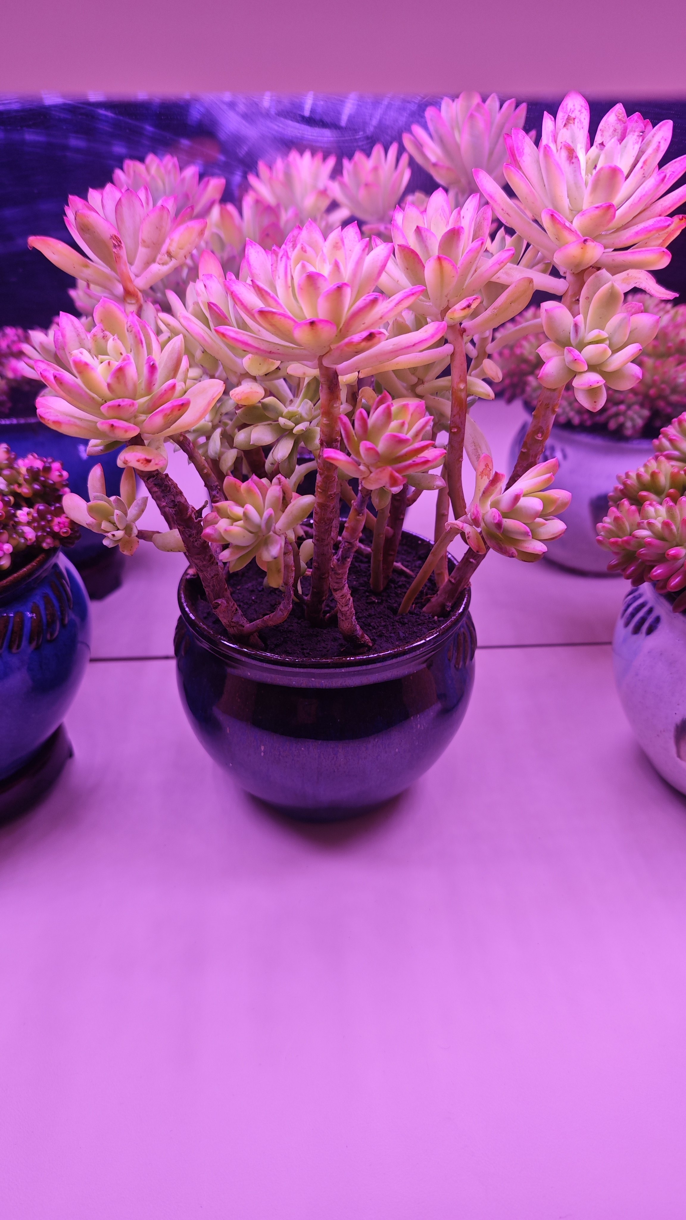 小叮当红稚莲锦老桩多肉植物盆栽多肉花卉组合肉肉植物云南直发